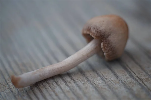 Tahta masadaki mantarın ayrıntıları.