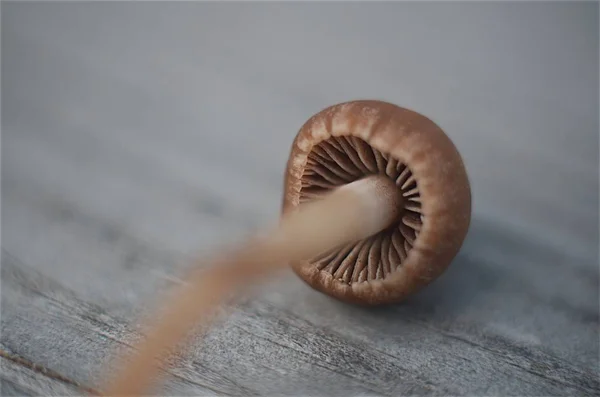 Tahta masadaki mantarın ayrıntıları.