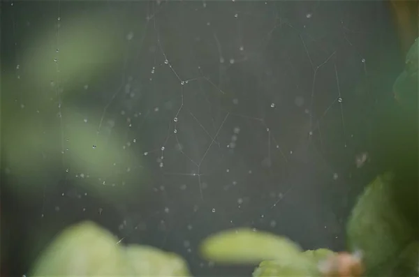 Örümcek ağında sabah çiği