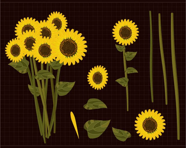 Botaniska trädgården solros ställa samling inklusive blad kronblad flo — Stock vektor