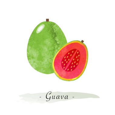 Renkli Sulu Boya doku vektör sağlıklı meyve guava