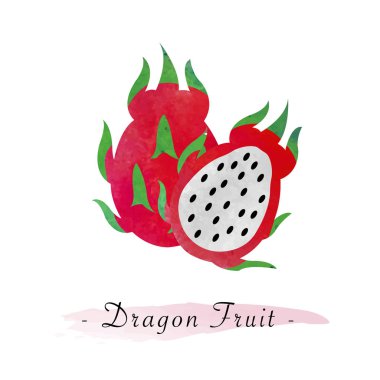 Renkli Sulu Boya doku vektör sağlıklı dragon meyve pitaya