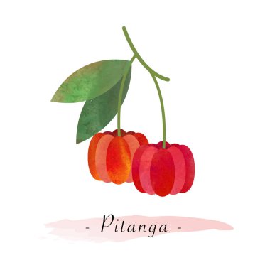 Colorful watercolor texture vector healthy fruit pitanga clipart