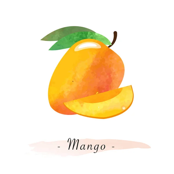 Färgstark akvarell textur vektor frisk frukt mango — Stock vektor