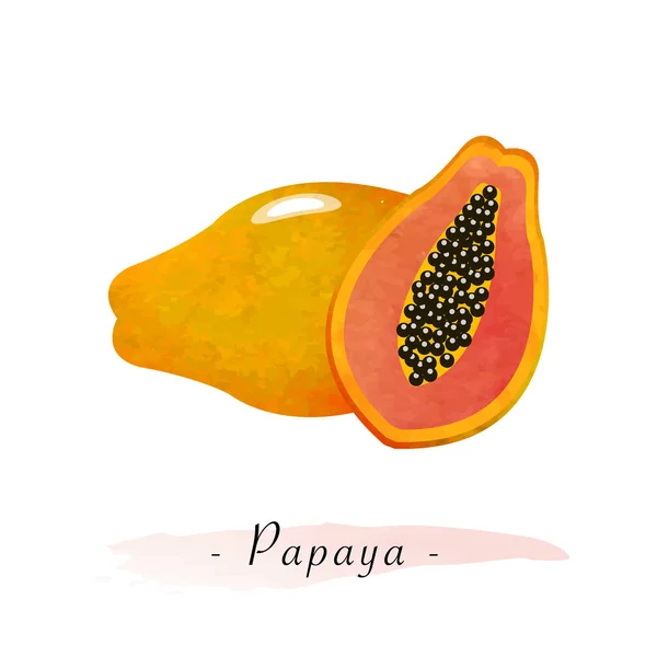Kleurrijke aquarel textuur vector gezond fruit rijpe papaya — Stockvector