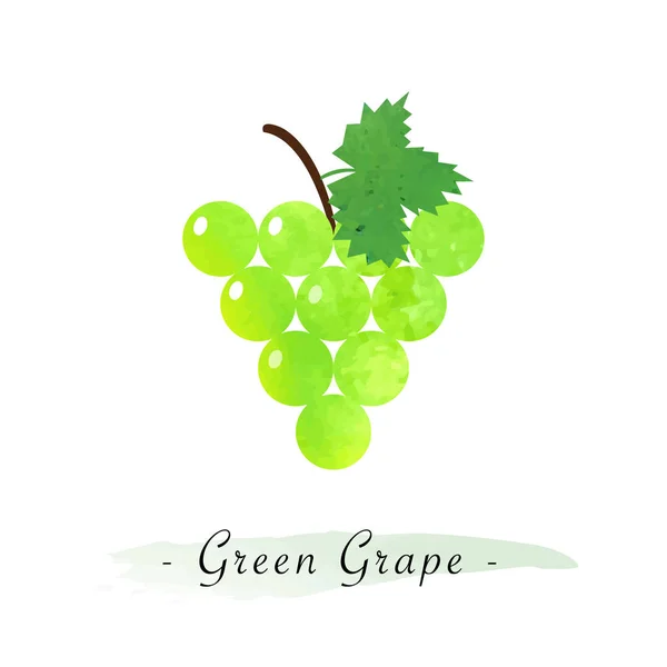 Texture aquarelle colorée vecteur fruit sain raisin vert — Image vectorielle