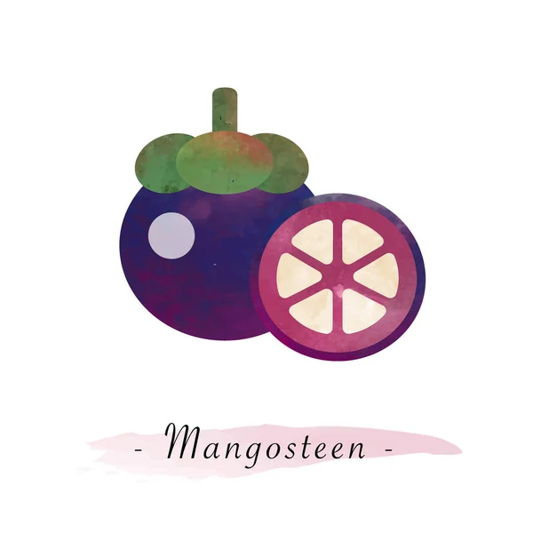 Kleurrijke aquarel textuur vector gezond fruit mangosteen — Stockvector