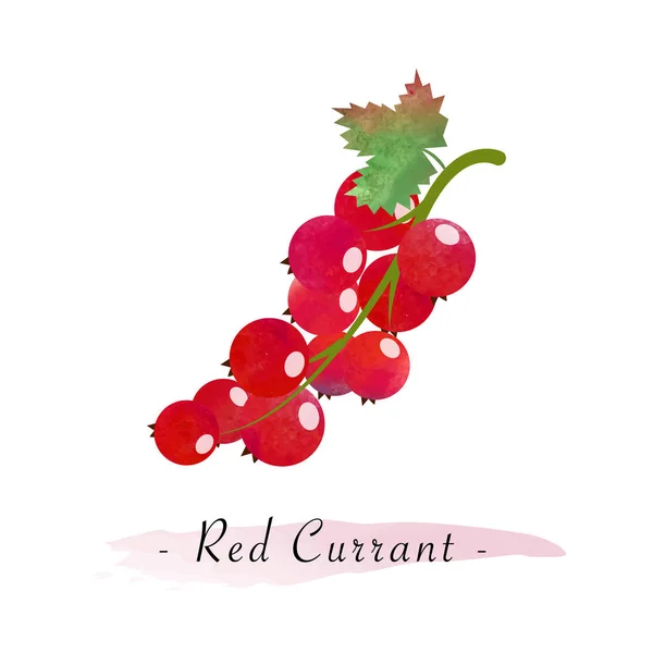 Colorato vettore texture acquerello frutta sana ribes rosso — Vettoriale Stock