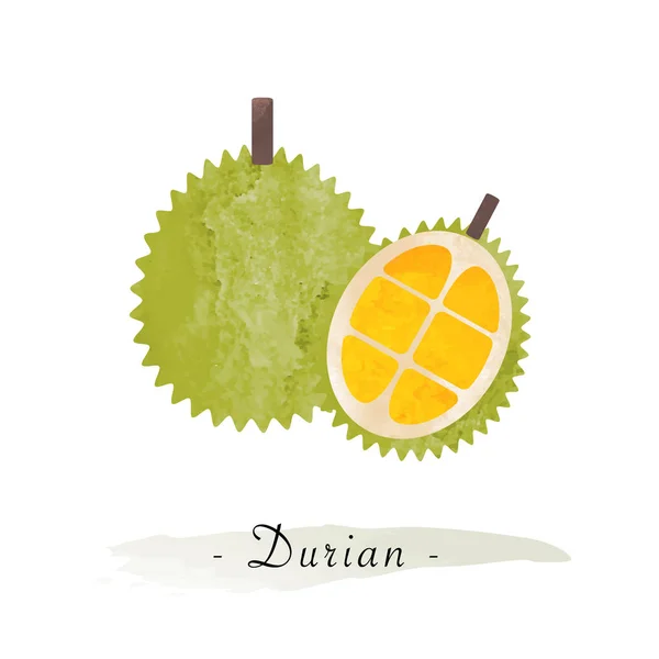 Барвиста текстура акварелі вектор здоровий фруктовий дурій — стоковий вектор