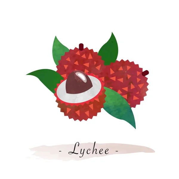 Kleurrijke aquarel textuur vector gezond fruit lychee — Stockvector