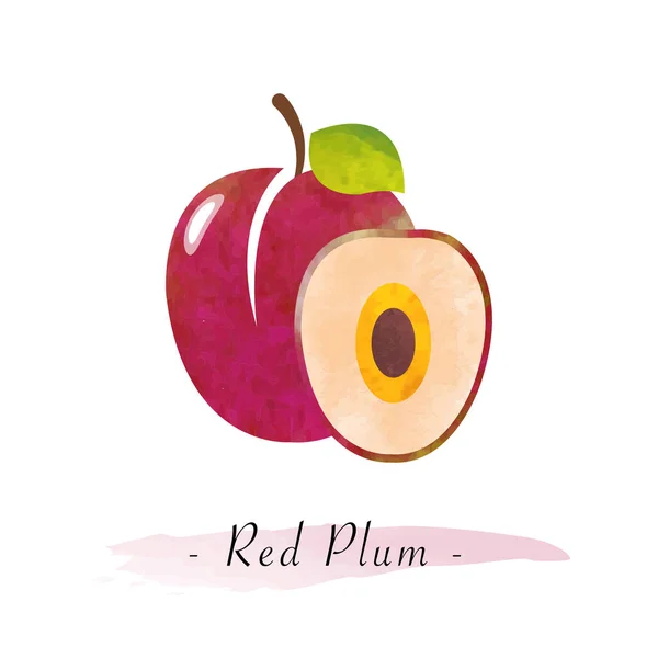Colorida acuarela textura vector fruta sana ciruela roja — Vector de stock