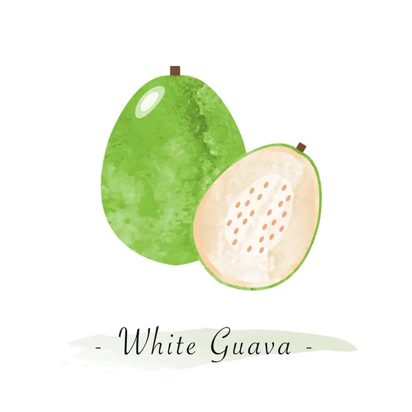 Барвиста текстура акварелі вектор здоровий фрукт біла гуава — стоковий вектор