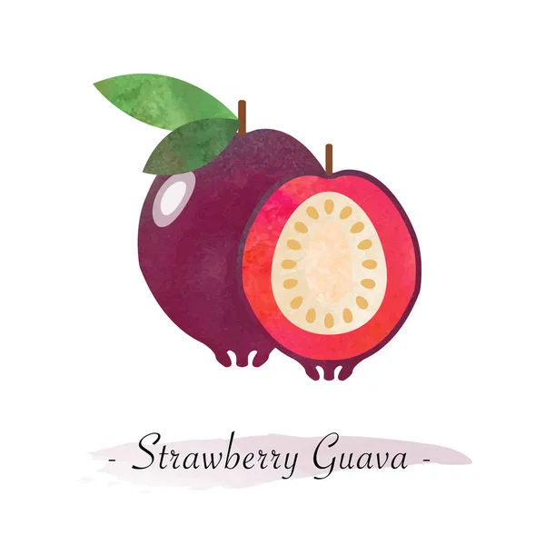 Πολύχρωμο ακουαρέλα υφή διάνυσμα φράουλα υγιή φρούτα guav — Διανυσματικό Αρχείο