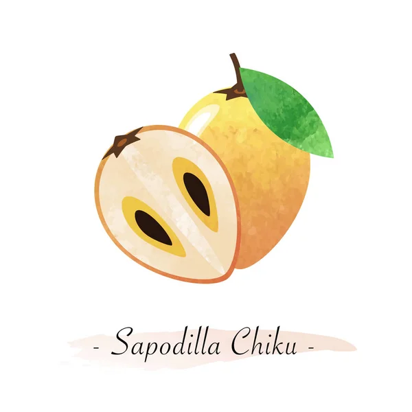 Bunte Aquarell Textur Vektor gesunde Frucht sapodilla chiku — Stockvektor