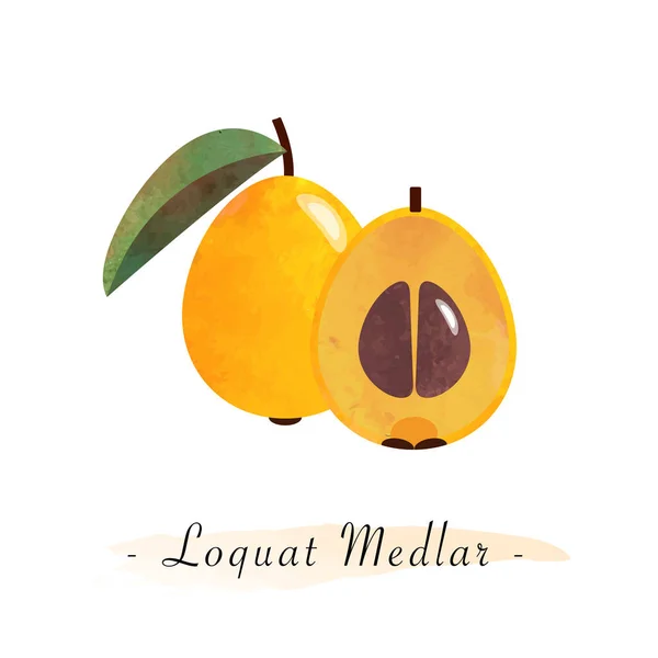 Kleurrijke aquarel textuur vector gezond fruit loquat Mispel — Stockvector