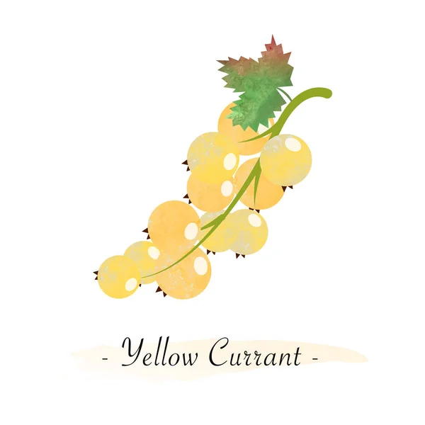 Färgstark akvarell textur vektor frisk frukt gul vinbär — Stock vektor