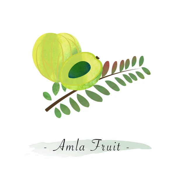Барвиста текстура акварелі Вектор здорових фруктів амла — стоковий вектор