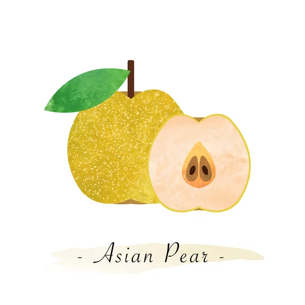 Colorful watercolor texture vector healthy fruit Asian pear — Stock Vector