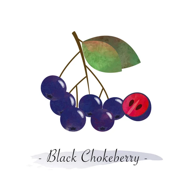 Barevný akvarel textury vektor zdravé ovoce černá chokeberr — Stockový vektor