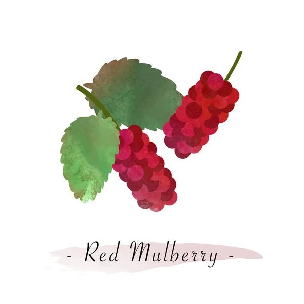 Renkli Sulu Boya doku vektör sağlıklı meyve kırmızı dut — Stok Vektör