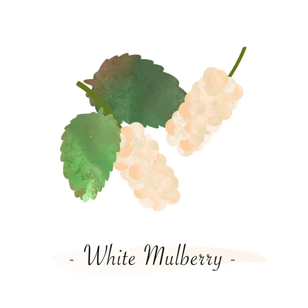 Colorida acuarela textura vector fruta sana morera blanca — Archivo Imágenes Vectoriales