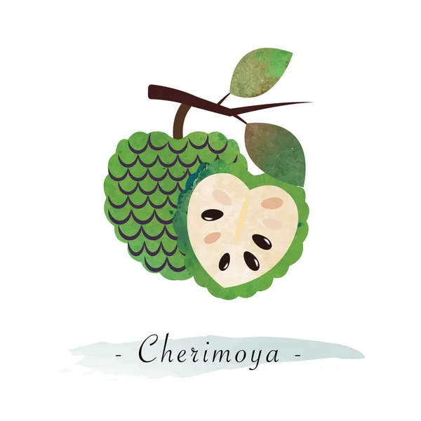 Colorida acuarela textura vector fruta sana cherimoya — Vector de stock