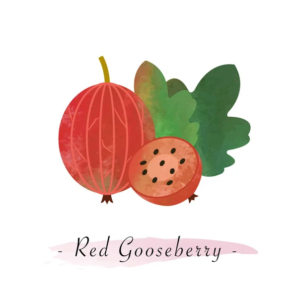 Colorato acquerello vettore texture frutta sana uva spina rossa — Vettoriale Stock