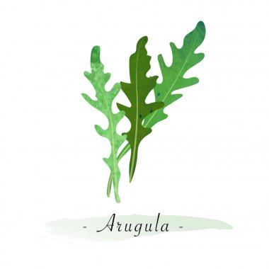 Renkli Sulu Boya doku vektör sağlıklı sebze roka