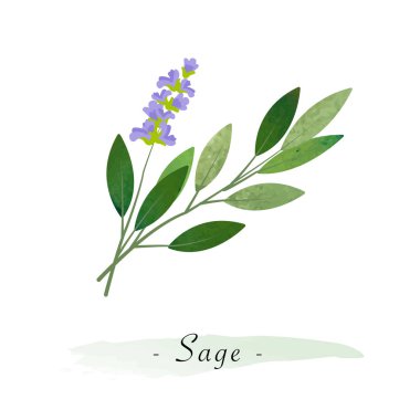 Renkli Sulu Boya doku vektör sağlıklı sebze adaçayı