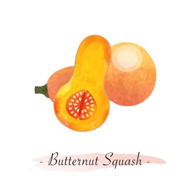 Renkli Sulu Boya doku vektör sağlıklı sebze butternut s