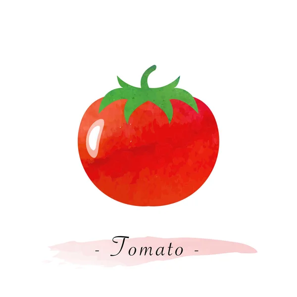 Colorful watercolor texture vector healthy vegetable tomato — Stock Vector