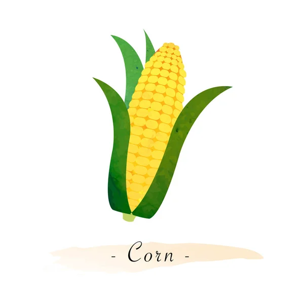 Színes akvarell textúra vektor egészséges növényi kukorica — Stock Vector