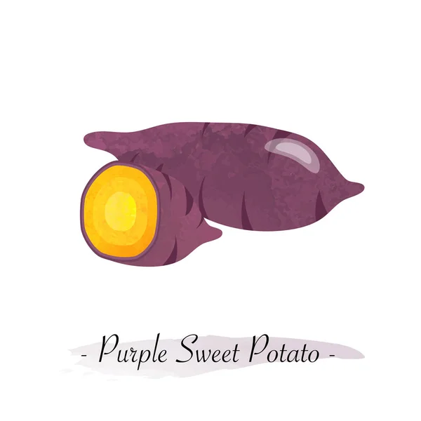 Kleurrijke aquarel textuur vector gezonde plantaardige paarse swee — Stockvector