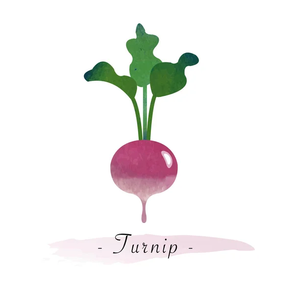 Färgstark akvarell textur vektor hälsosamma vegetabiliska Rova — Stock vektor