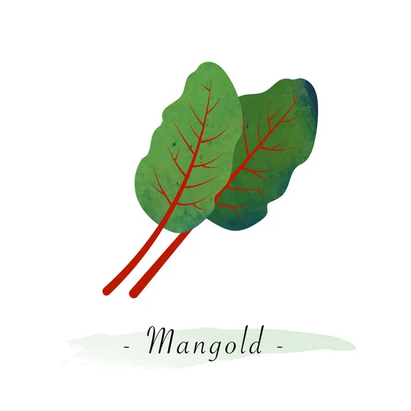Renkli Sulu Boya doku vektör sağlıklı sebze mangold Swi — Stok Vektör