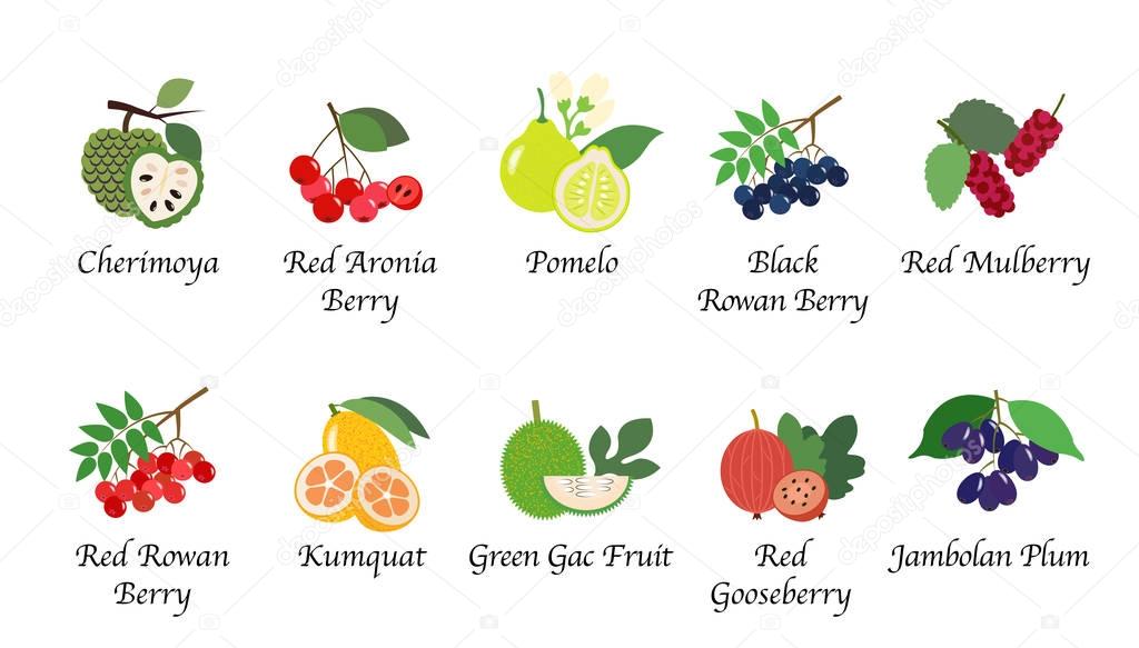 Organic nature health fruit isolated vector collection set