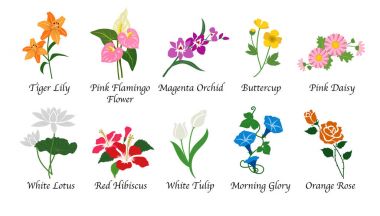 Organik doğa Botanik Bahçe çiçek izole vektör toplama 