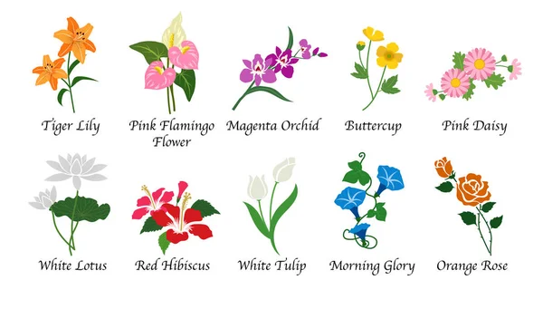 Органическая коллекция векторных цветов из ботанического сада — стоковый вектор