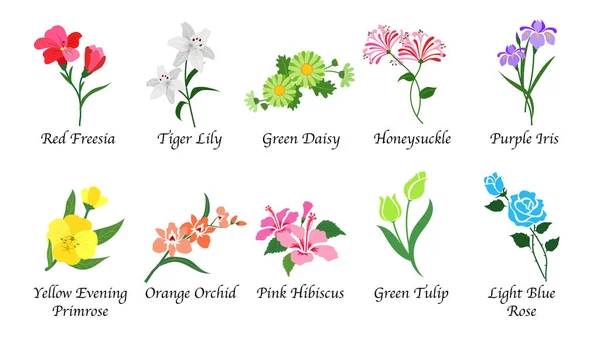 Organic nature botanic garden flower isolated vector collection Royalty Free Stock Illustrations