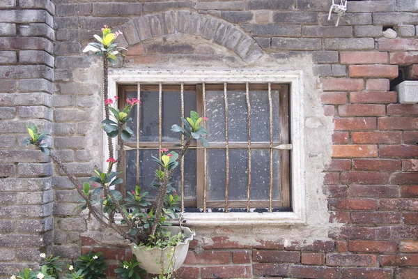Vecchia rovina muro in gesso di mattoni e rustico vaso di pianta finestra natura — Foto Stock
