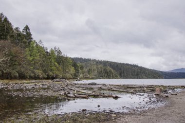 Ağaç dalı Pudacuo Ulusal lake doğa görünümünde solmuş