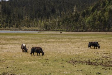 Pudacuo ulusal parkında Shangri çim doğa görünümü yeme yak