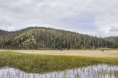 Pudacuo ulusal parkında Shangri çim doğa görünümü yeme yak