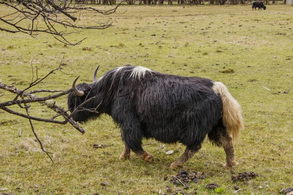 Pudacuo ulusal parkında Shangri çim doğa görünümü yeme yak — Stok fotoğraf