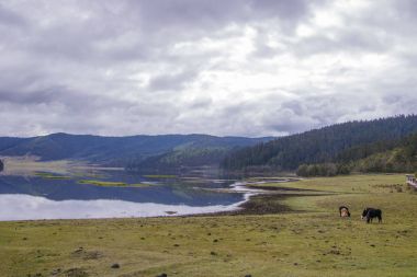 Göl side doğa manzaralı Pudacuo nationa içinde çim yeme yak