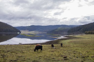 Göl side doğa manzaralı Pudacuo nationa içinde çim yeme yak