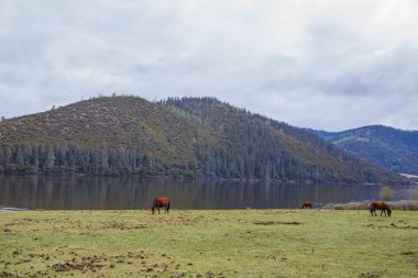 Göl side doğa manzaralı Pudacuo natio içinde çim yeme at