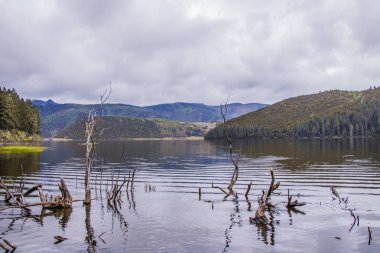 Ağaç dalı Pudacuo Ulusal lake doğa görünümünde solmuş