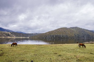 Göl side doğa manzaralı Pudacuo natio içinde çim yeme at