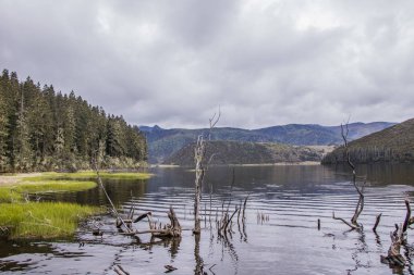 Ağaç dalı Pudacuo Ulusal lake doğa görünümünde solmuş
